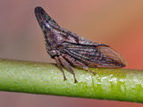 Treehopper