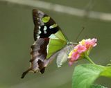 Macleay's Swallowtail