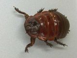 Giant Burrowing Cockroach