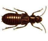 Giant Northern Termite