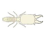 Ringant Termite