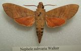 Hawk Moth