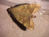Hawk Moth