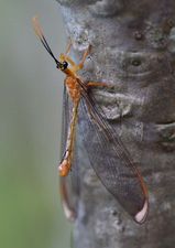 Blue Eyes Lacewing