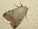 Green Drab moth