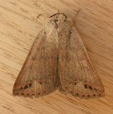 noctuid moth