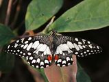 Chequered Swallowtail