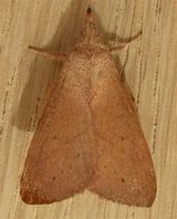 Wattle Snout Moth
