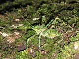 Spiny Rainforest Katydid