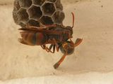 Common Paper Wasp