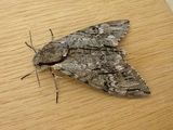Privet Hawk Moth
