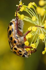 Punctate Flower Chafer