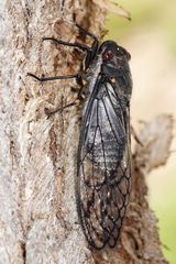 Red Eye Cicada