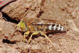 Sand Wasp