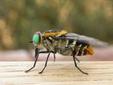 Flower-feeding March Fly