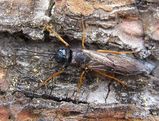 Sirex Wasp