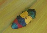 Jewel Beetle