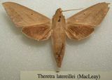 Hawk Moth