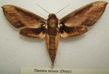 Yam Hawk Moth