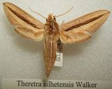 Hawk Moth
