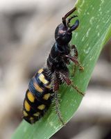 Native Flower Wasp