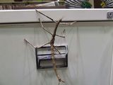 Titan Stick Insect