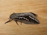 Bardee Moth