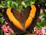 Lurcher Butterfly