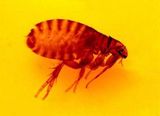 Cat Flea