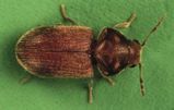 Drugstore Beetle