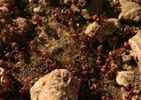 Fire Ant