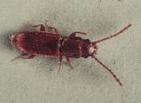 Flat Grain Beetle