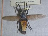 Giant Yellow Robber Fly