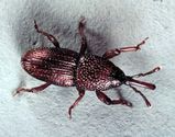 Granary Weevil