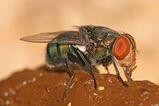 Oriental Latrine Fly