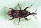 Rice Weevil