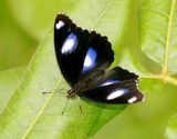 Varied Eggfly