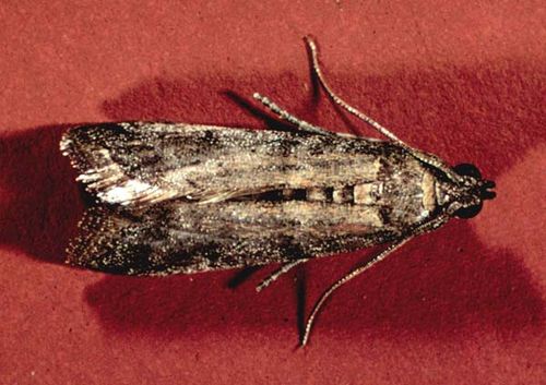 Tobacco Moth | Ephestia elutella photo
