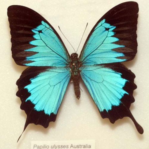 Ulysses Swallowtail | Papilio ulysses photo