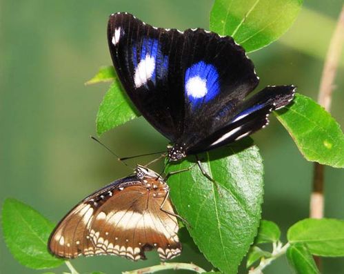 Varied Eggfly | Hypolimnas bolina photo