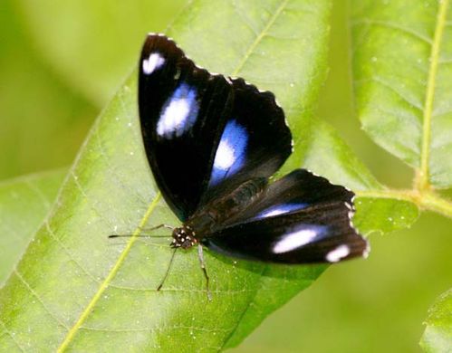 Varied Eggfly | Hypolimnas bolina photo