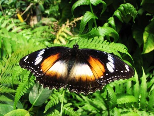 Varied Eggfly | Hypolimnas bolina photo