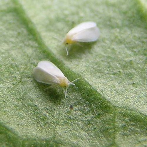 Greenhouse whitefly | Trialeurodes vaporariorum photo
