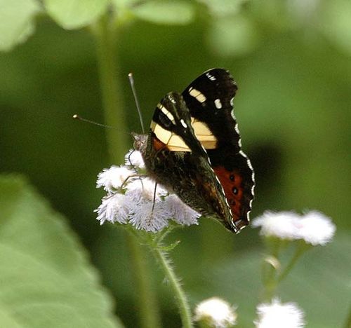 Yellow Admiral Butterfly | Vanessa itea photo