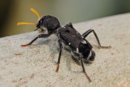 Yellow-horned Clerid | Trogodendron fasciculatum photo