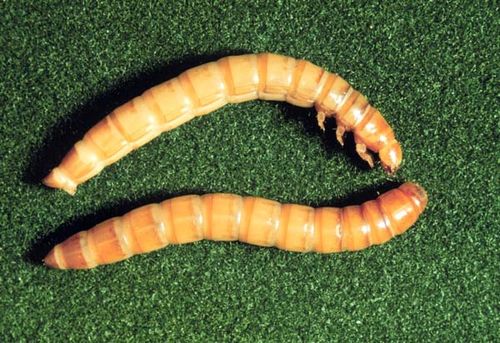 Yellow Mealworm | Tenebrio molitor photo