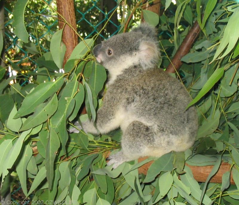 Koala | Phascolarctos cinereus photo