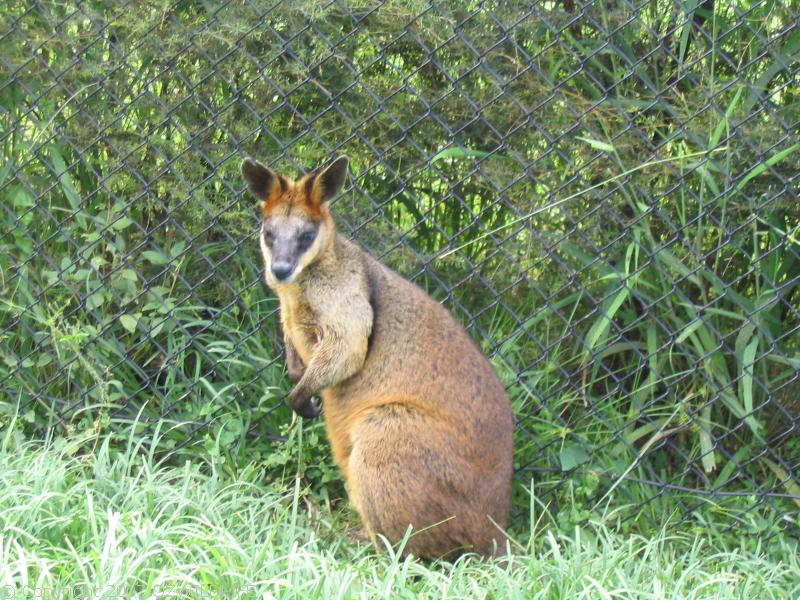 Swamp Wallaby | Wallabia bicolor photo