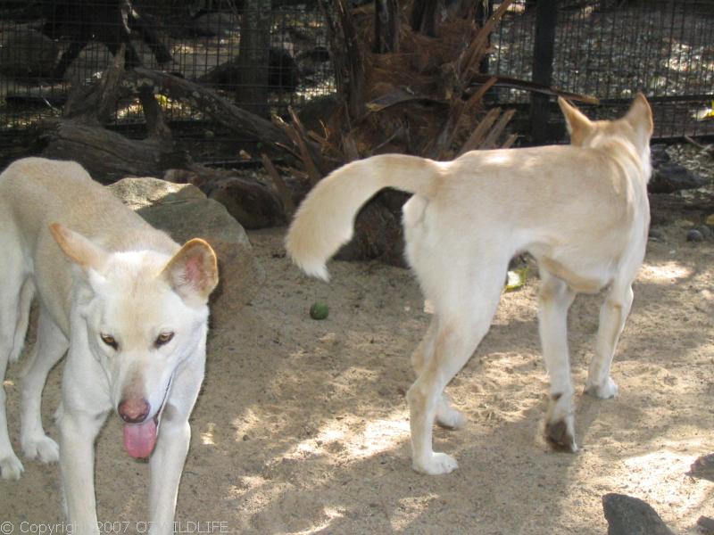 Dingo | Canis lupus photo