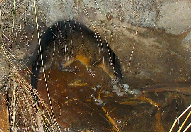 Water-rat | Hydromys chrysogaster photo